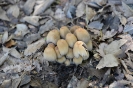 Escursione naturalistica a Roselle 