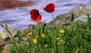 Escursione naturalistica a Roselle 