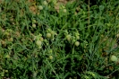 Escursione naturalistica a Roselle 