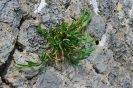 Escursione naturalistica a Roselle 
