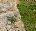 Escursione naturalistica a Roselle 