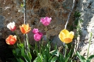 Anello Colle Ciupi - Fungaia