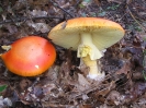 Amanita caesarea