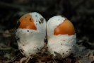 Amanita caesarea 2