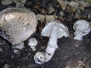 Amanita excelsa (syn. A. excelsa var spissa)