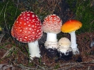 Amanita muscaria