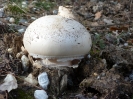 Amanita ovoidea