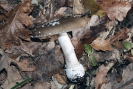 Amanita pantherina