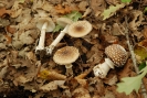 Amanita pantherina 2