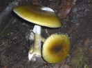 Amanita phalloides