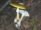 Amanita phalloides 2