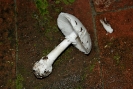 Amanita phalloides var  alba