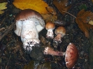 Amanita rubescens