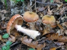 Armillaria gallica