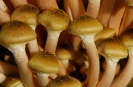 Armillaria mellea2