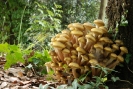 Armillaria mellea3