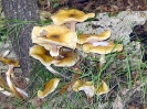 Armillaria mellea