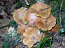 Armillaria tabescens