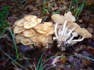 Armillaria tabescens 2