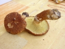 Suillus cavipes (syn. Boletinus cavipes)