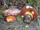 Suillellus rhodoxanthus (syn. Boletus rhodoxanthus)