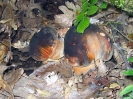 Boletus aereus