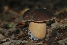 Boletus aereus 2