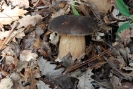 Boletus aereus 3