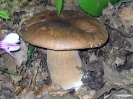 Boletus aestivalis