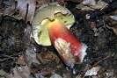 Caloboletus calopus2  (syn. Boletus calopus) 