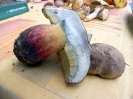 Caloboletus calopus2  (syn. Boletus calopus) 