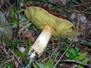 Hemileccinum depilatum (syn. Boletus depilatus)