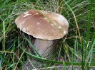 Boletus edulis