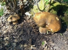 Boletus edulis 3