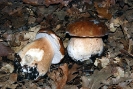 Boletus edulis 2