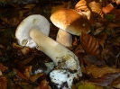 Boletus edulis 2 di faggio