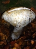 Boletus edulis di faggio