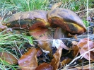 Neoboletus erythropus (syn. Boletus erythropus)