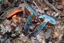 Caloboletus erythropus2  (syn. Boletus erythropus)