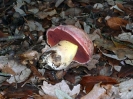 Rubroboletus lupinus (syn. Boletus lupinus)