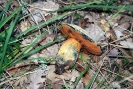  Suillellus luridus (syn.  Boletus luridus)