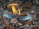  Suillellus luridus 2 (syn.  Boletus luridus)