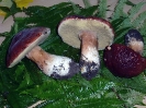 Boletus pinophilus