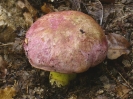 Butyriboletus regius (syn. Boletus regius)