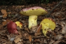 Butyriboletus regius 2 (syn. Boletus regius)