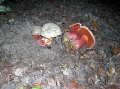 Rubroboletus satanas (syn. Boletus satanas)