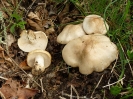 Calocybe gambosa 2