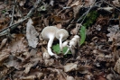 Cuphophyllus virgineus (syn. Hygrocybe virginea)