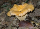 Cantharellus cibarius