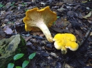 Cantharellus pallens (syn. Cantharellus cibarius; Cantharellus ferruginascens)